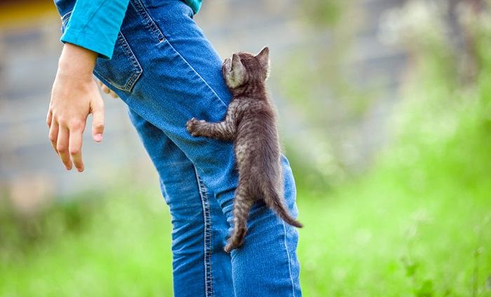 Gattino che si arrampica sulle zampe.