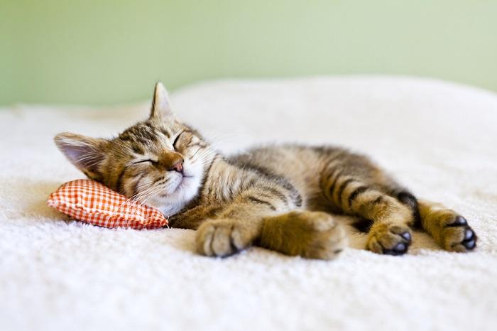 Un gattino addormentato, che mostra la natura pacifica e adorabile dei giovani felini.