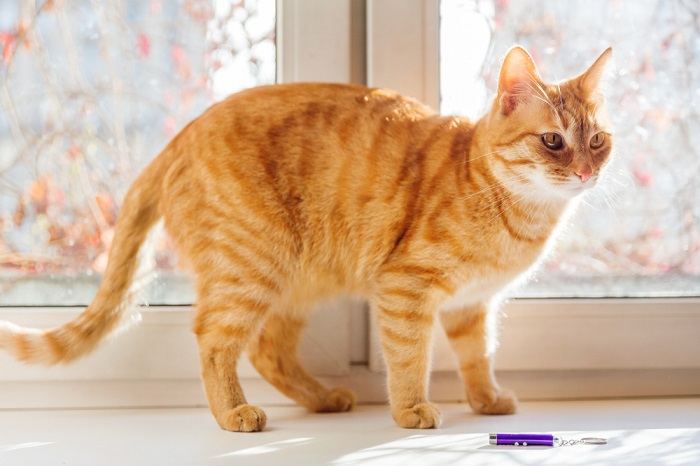 gatto in piedi con giocattolo laser