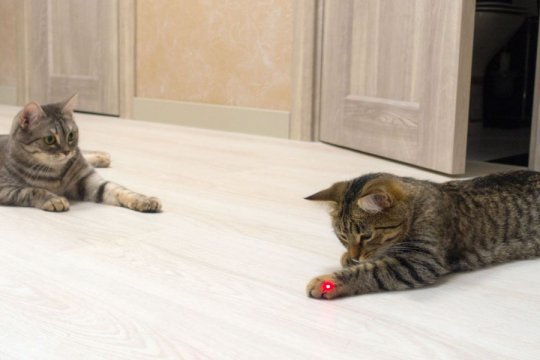 I giocattoli laser sono sicuri per i gatti?