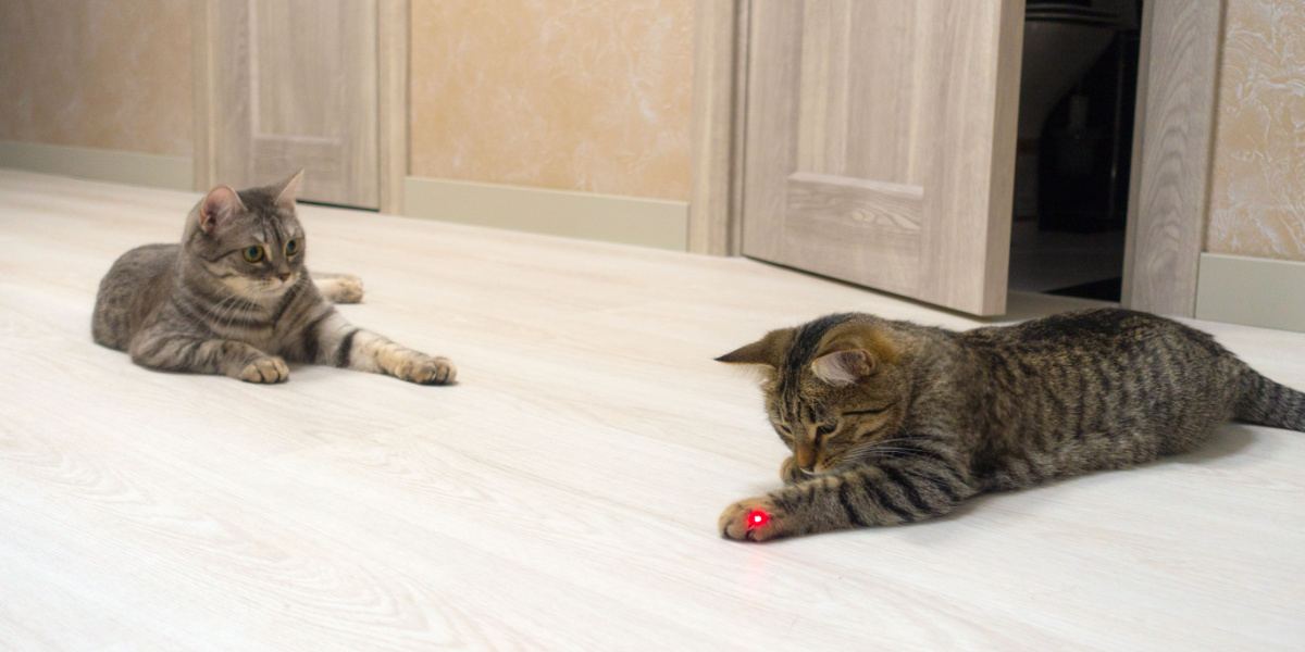 Un giocattolo laser che coinvolge un gatto e propone un'attività ludica interattiva che stimola gli istinti naturali e la curiosità del gatto.