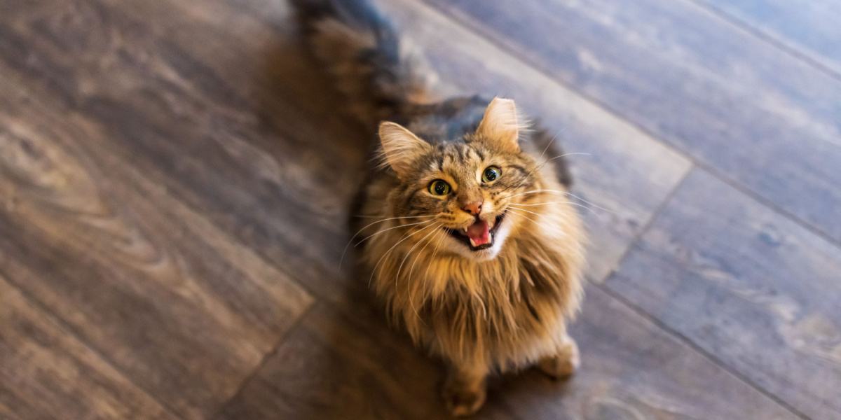 gatto soriano marrone a pelo lungo che miagola