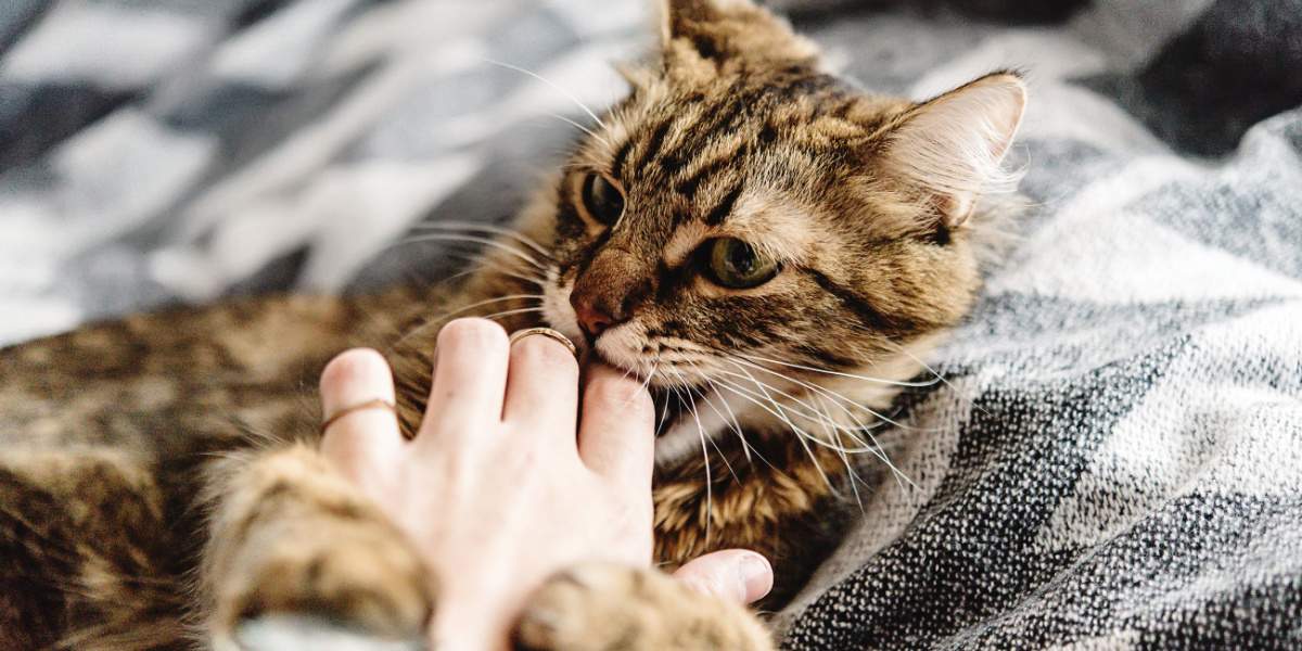 Un'immagine relativa all'aggressività nelle carezze nei gatti, che evidenzia un problema comportamentale che alcuni felini possono manifestare durante le carezze o le manipolazioni.