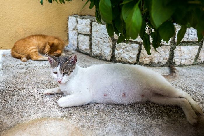 Una gatta incinta dorme all'aperto, a dimostrazione del comfort e del relax di un felino durante la gravidanza.