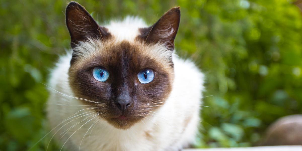 Gatto siamese