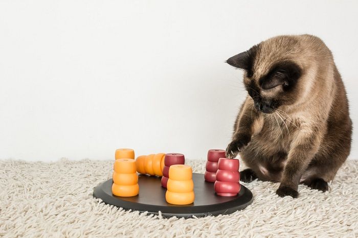 gatto siamese che risolve il puzzle dell'animale domestico