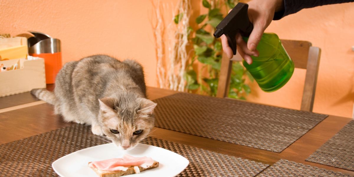 proprietario spruzza acqua sul gatto