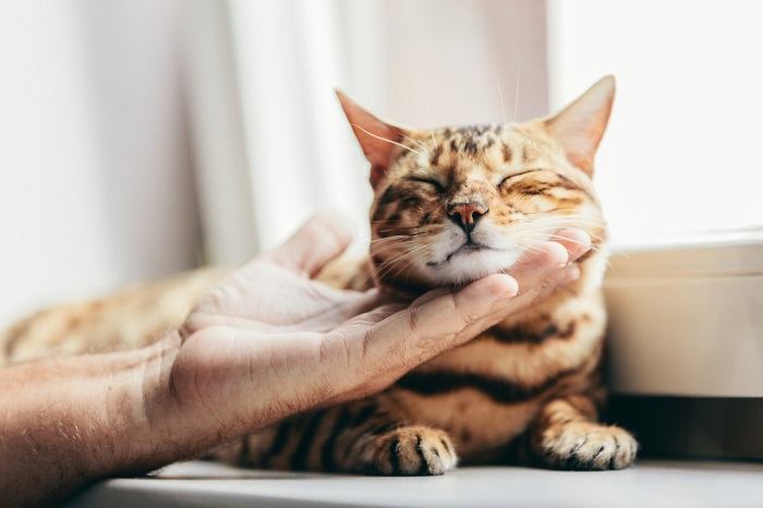 Una persona accarezza un gatto del Bengala, a dimostrazione dell'atto di coccolare dolcemente e di creare un legame con questa razza felina unica.