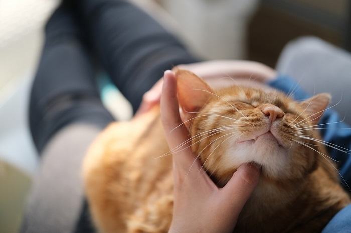 Una persona accarezza un gatto soriano marrone, a simboleggiare l'atto di coccolare dolcemente e di creare un legame con un felino.