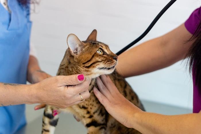 Un gatto durante una visita veterinaria, che sottolinea l'importanza di controlli regolari e di cure mediche per i nostri amici felini.