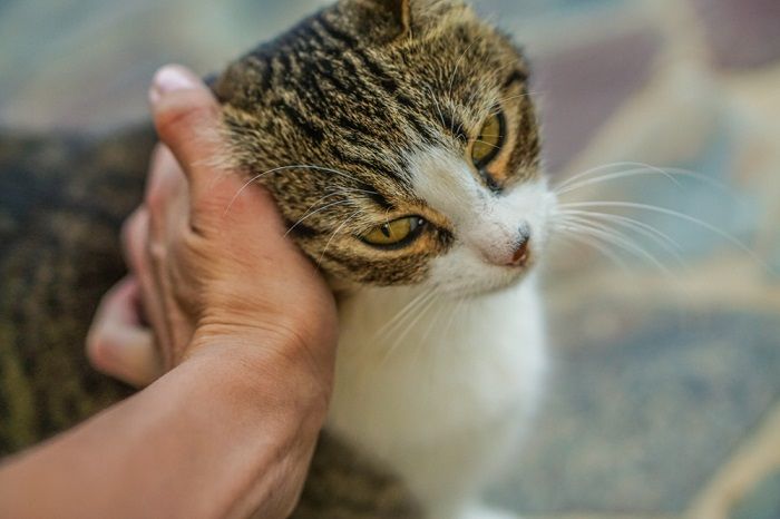 Un gatto si strofina la testa nella mano