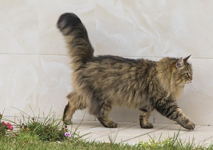 gatto che cammina in giardino