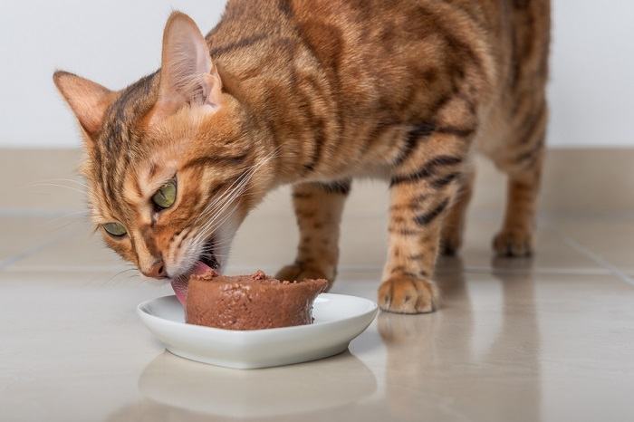 Il gatto del Bengala mangia cibo umido