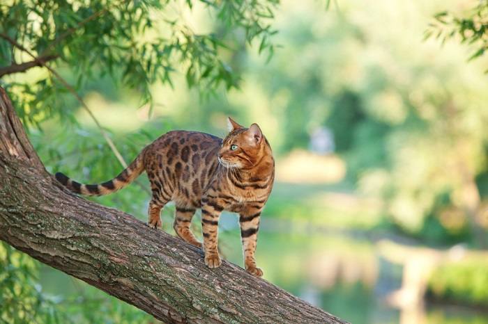 Gatto del Bengala elegantemente adagiato sul ramo di un albero.