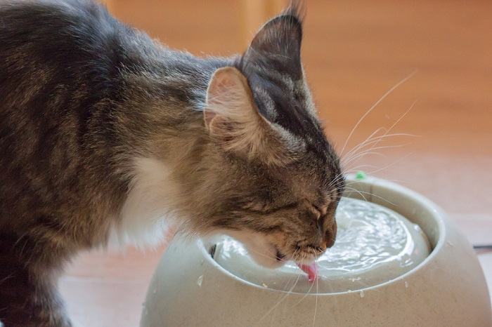 Il gatto marrone beve acqua