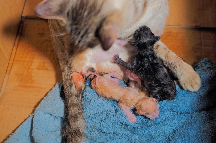 Gatto che partorisce Gattini