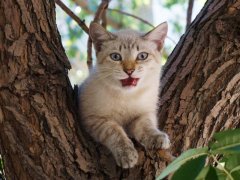 Cat perched on a tree, enjoying an elevated view.