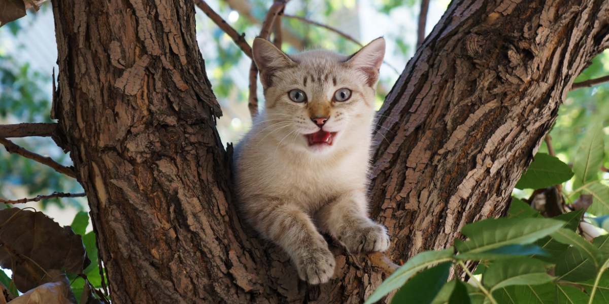 Gatto appollaiato su un albero che si gode una vista dall'alto.