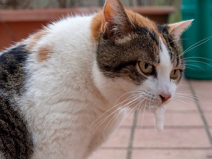 Gatto che vomita schiuma bianca