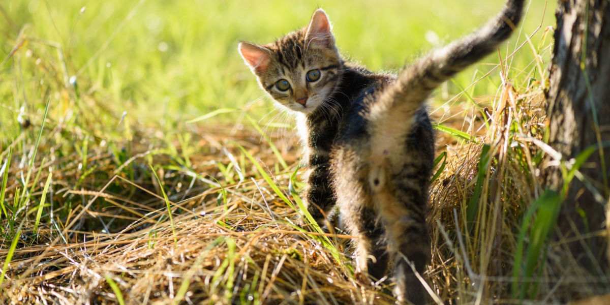 Sedere di gattino carino