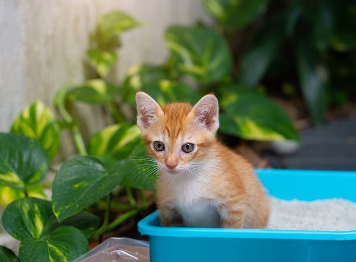 Piccolo gatto arancione seduto che fa pipì sulla lettiera per gatti