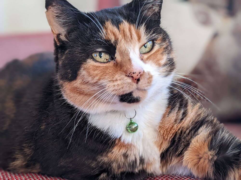 Pi, il gatto bianco e tartaruga del dottor Youens.