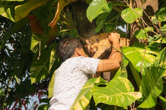 Un uomo salva un gatto incastrato in un albero, mostrando cura e assistenza