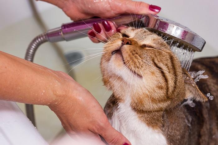 Il gatto soriano scozzese fa la doccia