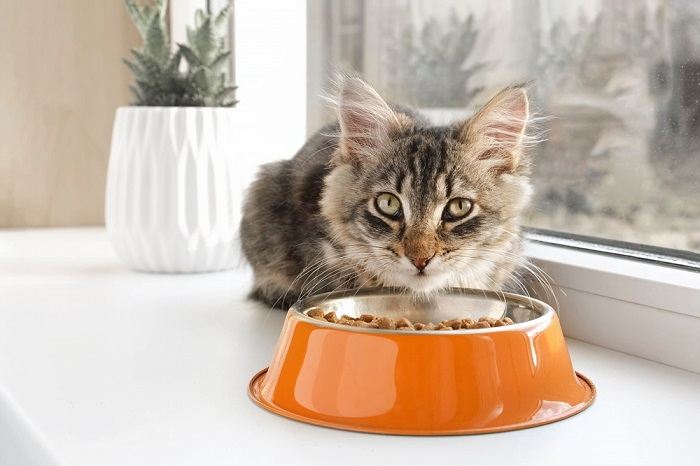 Gattino soriano che mangia da una ciotola arancione