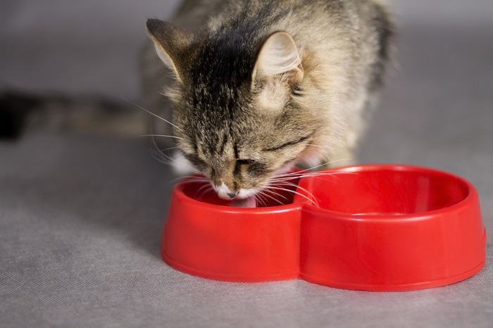 bellissimo gatto che beve da una ciotola