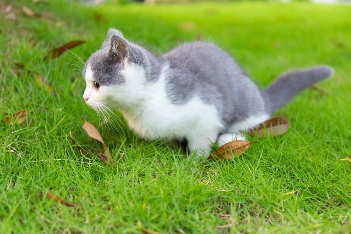 gattino blu e bianco che fa pipì sull'erba