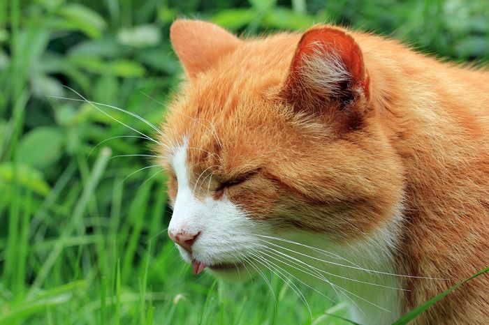 il gatto si sente nauseato