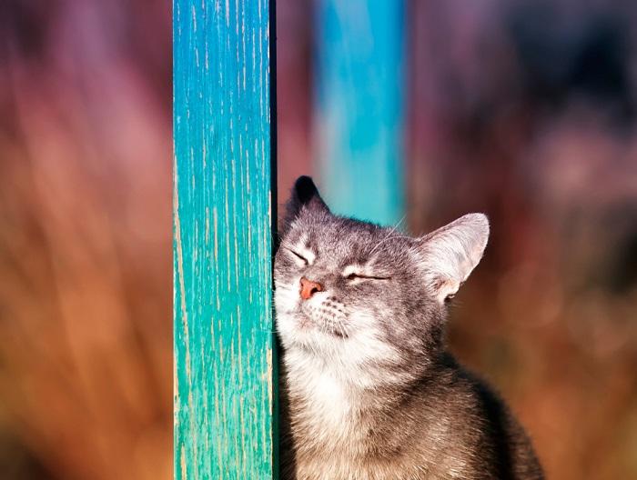 gatto la sua guancia contro un palo