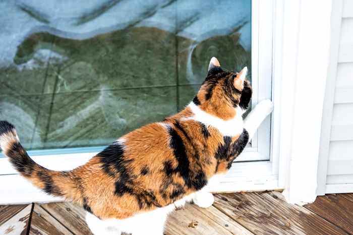 gatto che zampetta alla porta