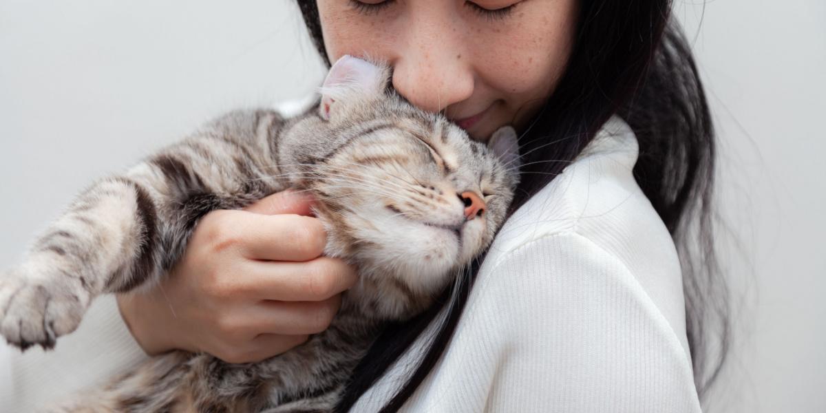 gatto che strofina la testa su una ragazza