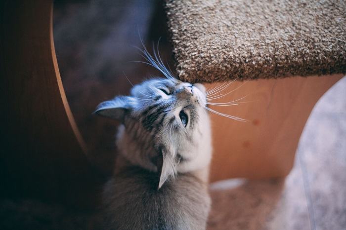 il gatto strofina il muso sul bordo della sedia