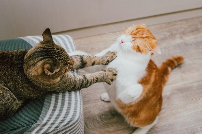 gatti che lottano per il territorio