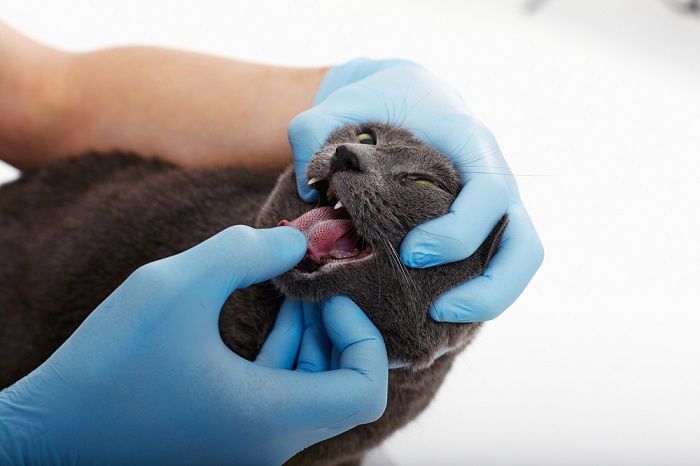 visita di un gatto dal veterinario