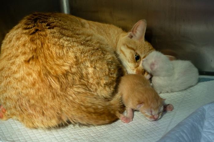 gatto rosso dopo il parto