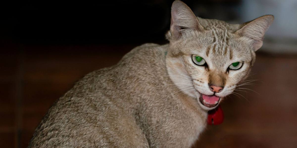 Un'immagine che trasmette il concetto di un gatto insicuro che si sente in pericolo.