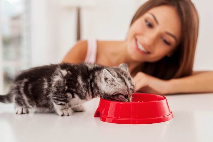 gattino che mangia cibo dalla ciotola