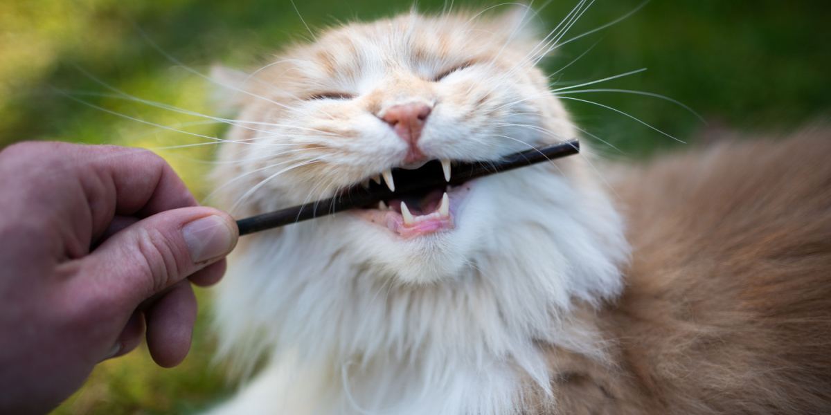 Gatto Maine Coon impegnato in un comportamento naturale: mastica un bastoncino.