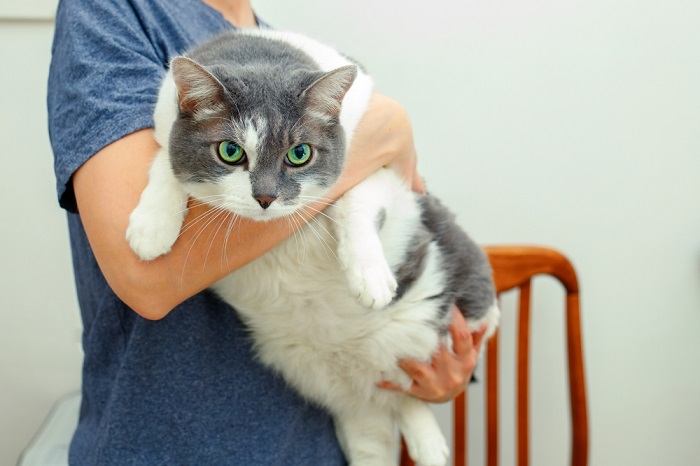 gatto obeso nelle mani della donna