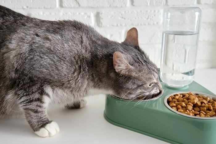 gatto che beve acqua