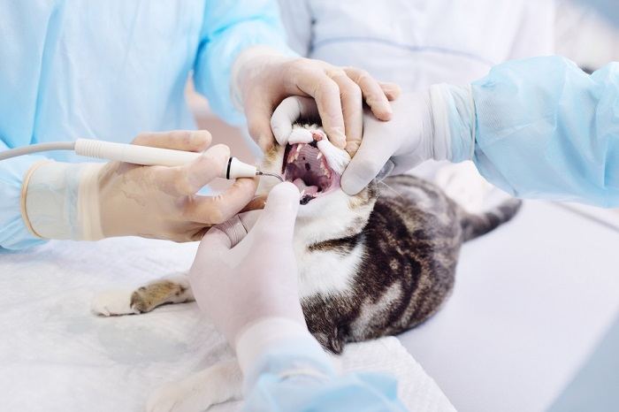 il veterinario esamina i denti del gatto