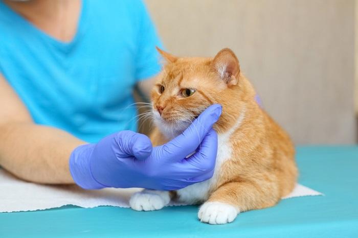 veterinario che visita un gatto malato