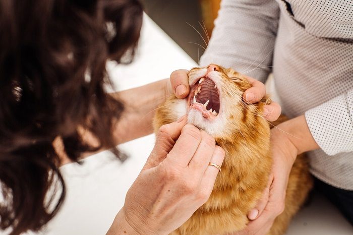 il veterinario controlla la bocca del gatto