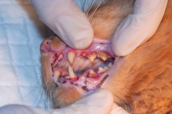 Veterinario esamina i denti di un gatto in una clinica.