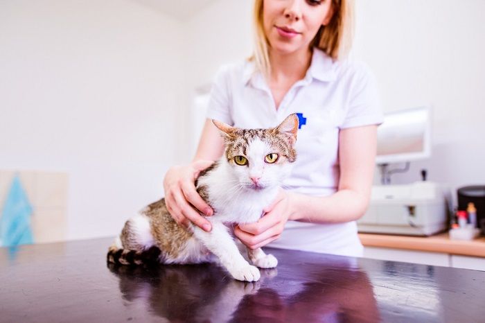 veterinario che tiene in braccio il gatto