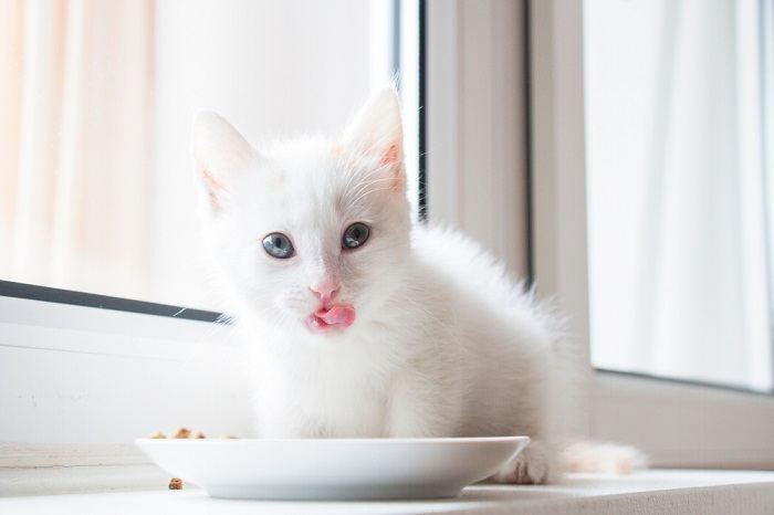 gattino bianco lecca dopo aver mangiato